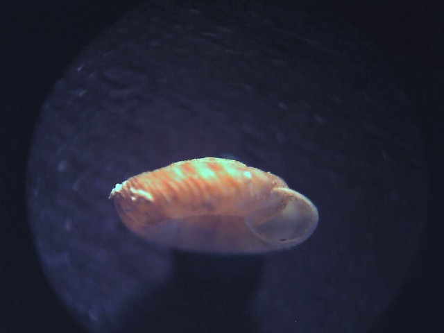 Discus (Gonyodiscus) rotundatus